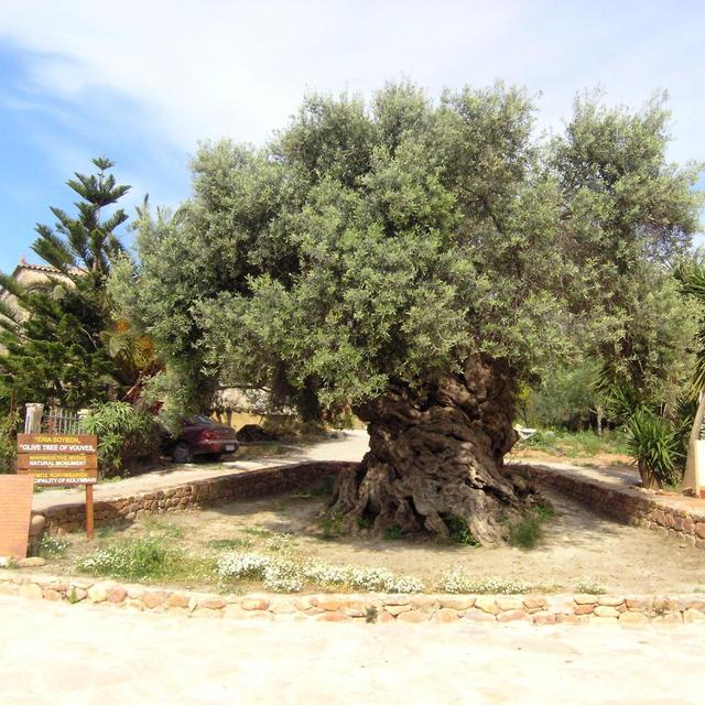 Full Day Olive Oil and Wine Tour in Chania, Greece