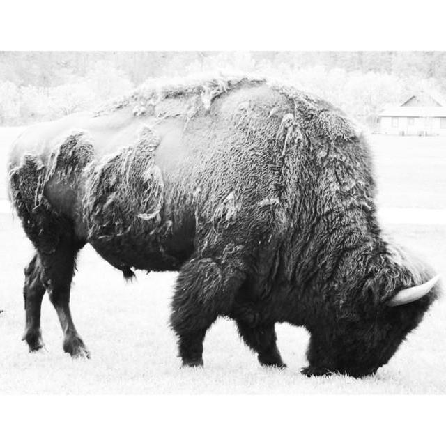 Living Remnants of the Not-So-Distant Past (Print) - 10"x8"  - brushed silver frame - standard paper