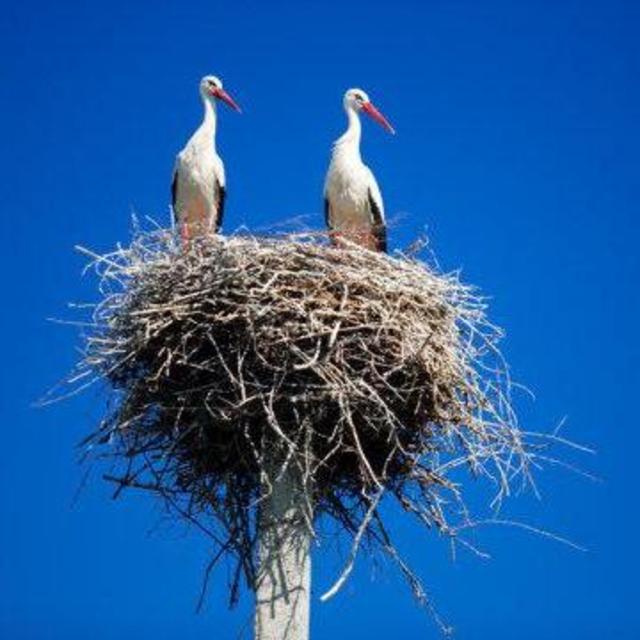 Nest aka Home Fund