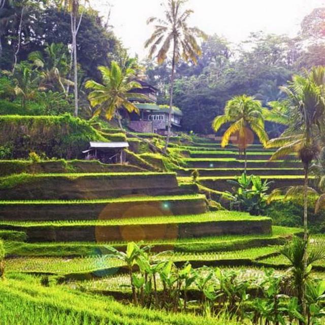 Rice Terrace and Balinese Culture Tour
