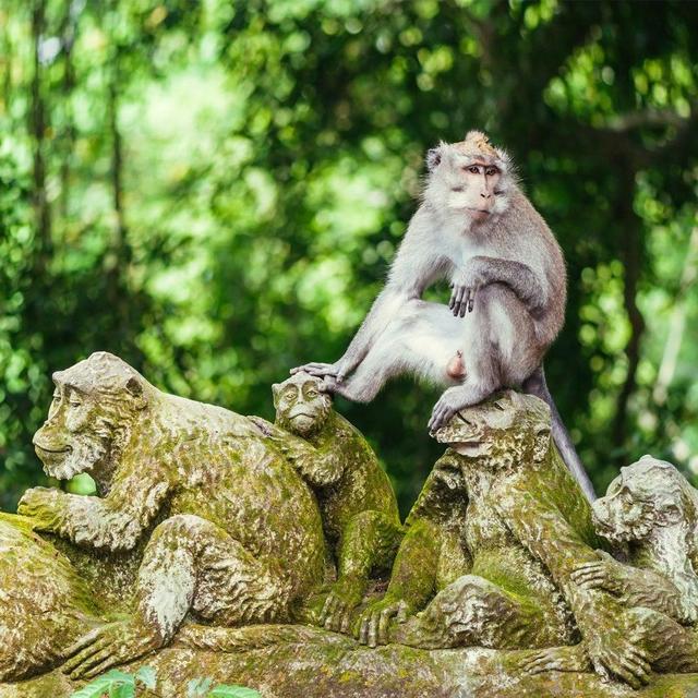 Visit to the Monkey Forest Sanctuary