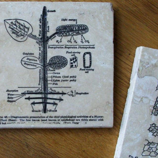 PLANT BIOLOGY, botany, vintage illustration coasters, science