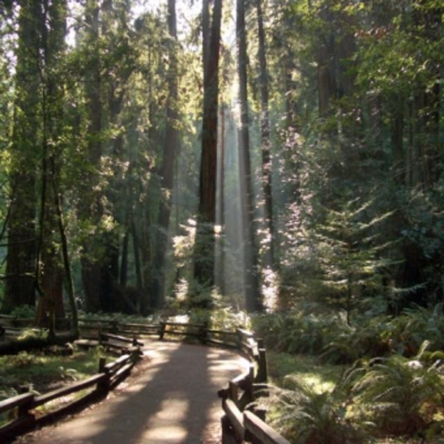 Muir Woods Tour