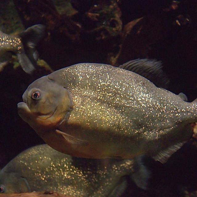 Honeymoon - Fishing For Piranhas In The Amazon Rainforest