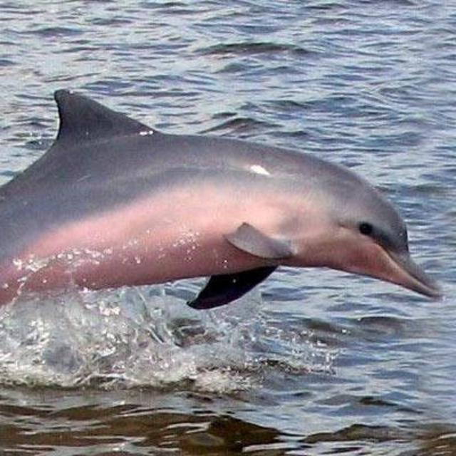 Honeymoon - Dolphin Watching In The Amazon River