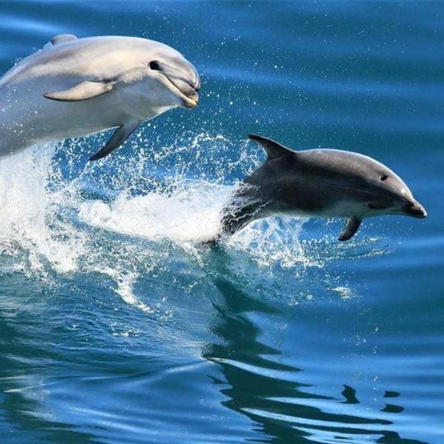 Wildlife Excursion New Zealand