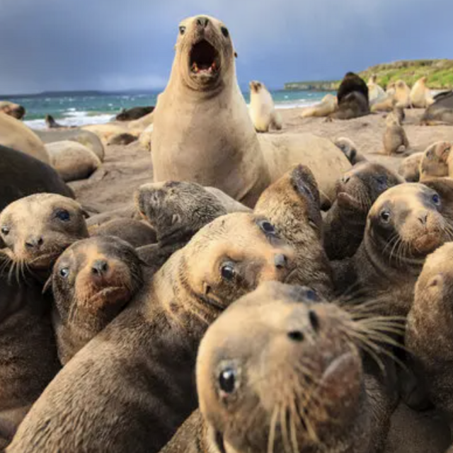 Wildlife Excursion New Zealand