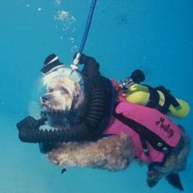 Scuba dives!