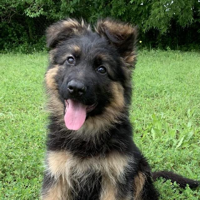 Our Puppy Fund