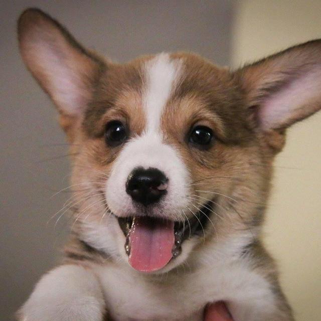 Our New Puppy