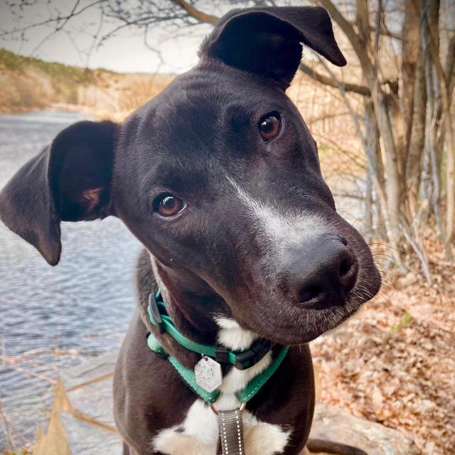 A Month of Treats for Ginkgo