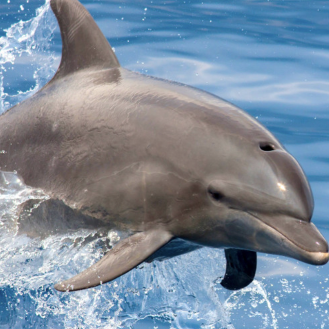 Honeymoon Cyclone Dolphin Adventure