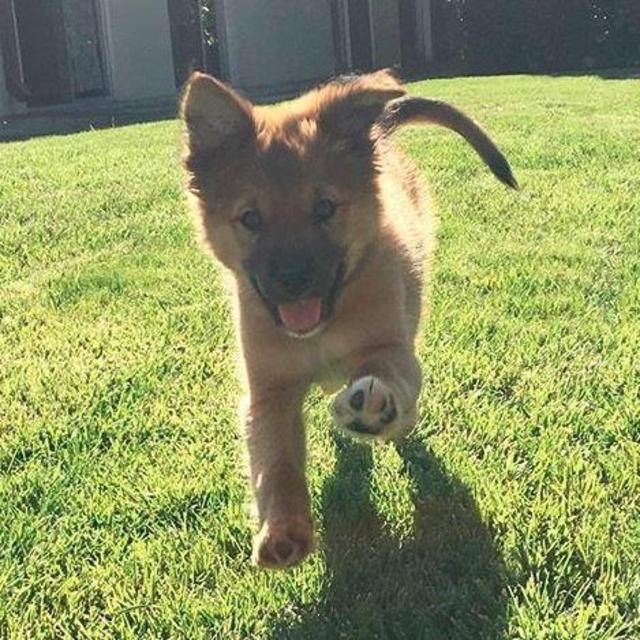 CARE Animal Rescue
