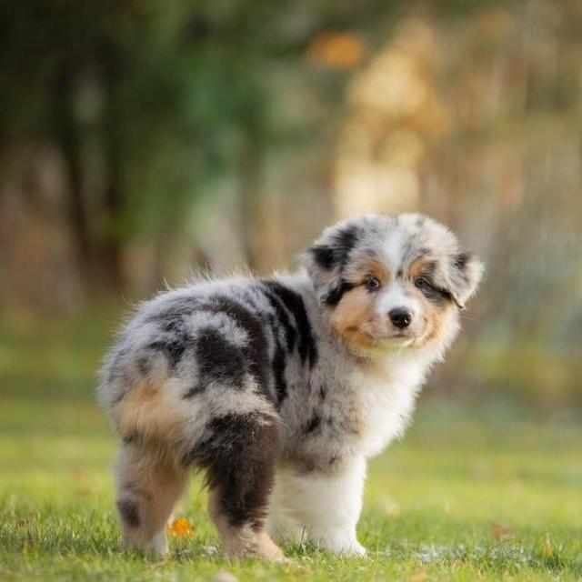 Our New Puppy