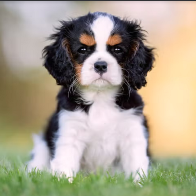 Our New Puppy