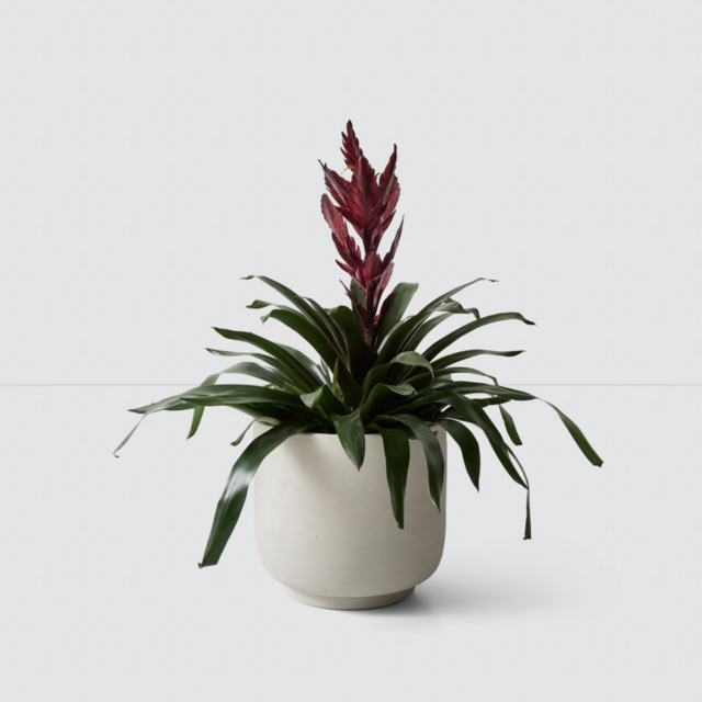 Paseo Planter Medium