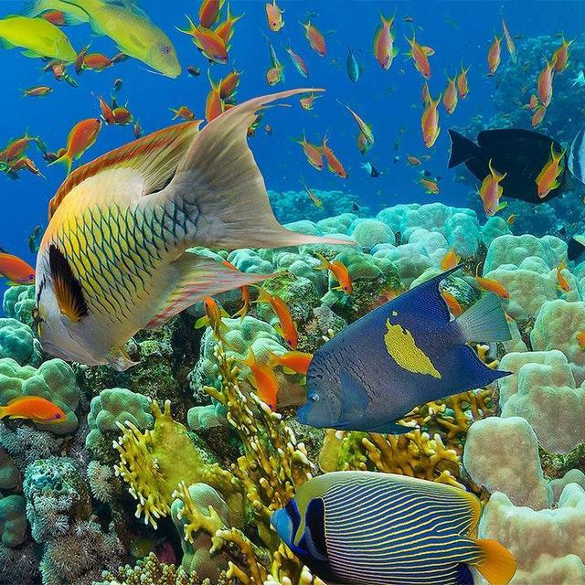 Hawaii Snorkel Adventure