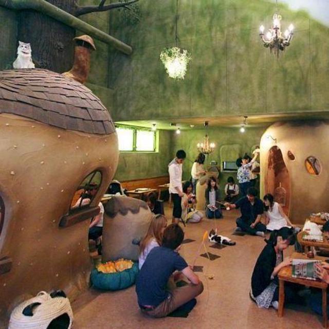 Tokyo Cat Cafe!