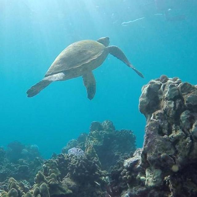 Snorkeling Excursion