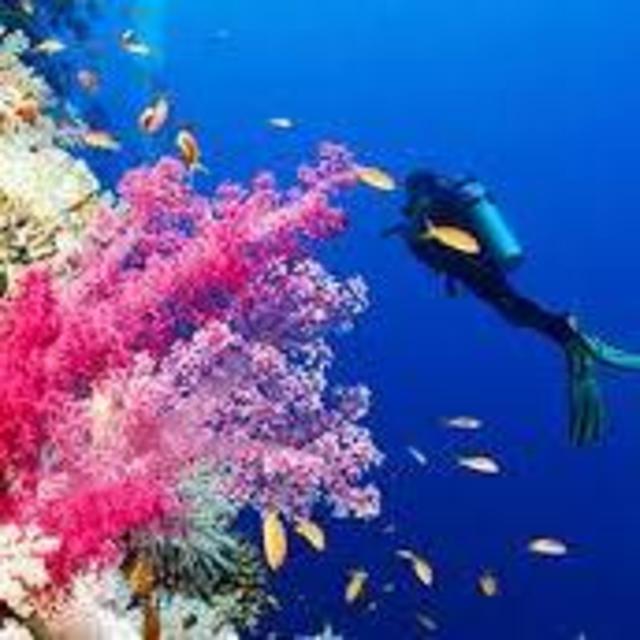 Scuba Diving in the Cayman Islands