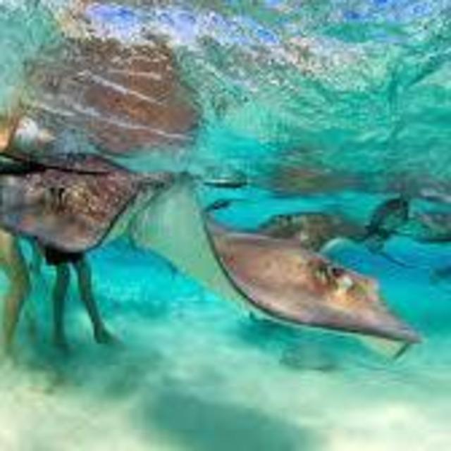 Stingray City Excursion in the Cayman Islands