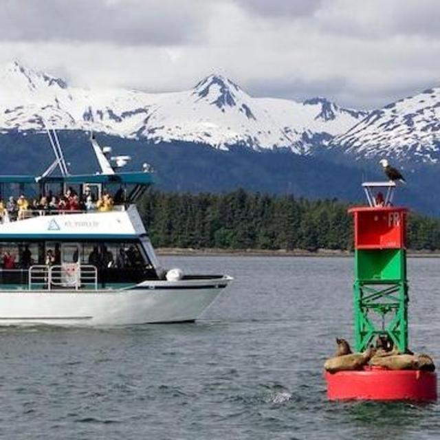 Port Excursion (Juneau) - Whale Watching
