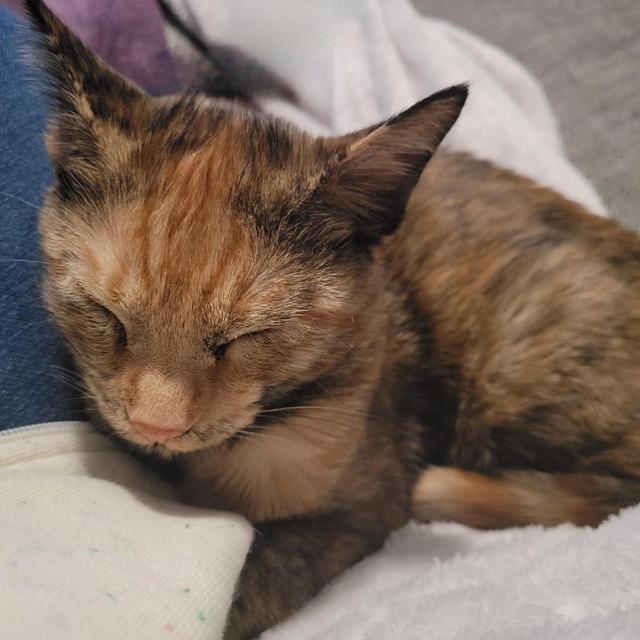 Fur Baby Fund