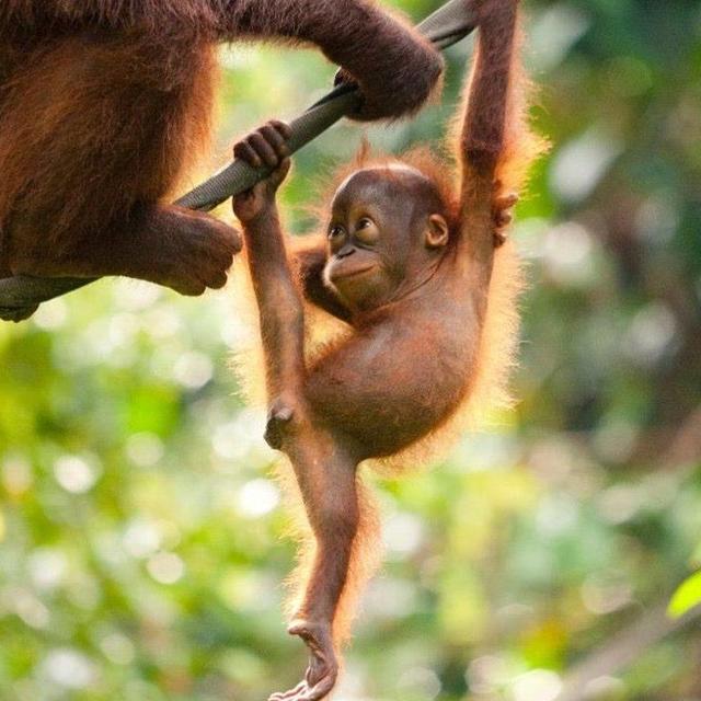 Rainforest Trust Donation