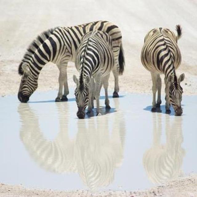 Gamewatching at Etosha waterholes