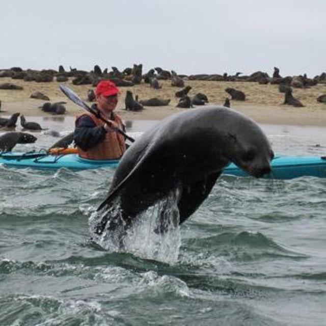 Half Day Kayak Trip to Pelican Point