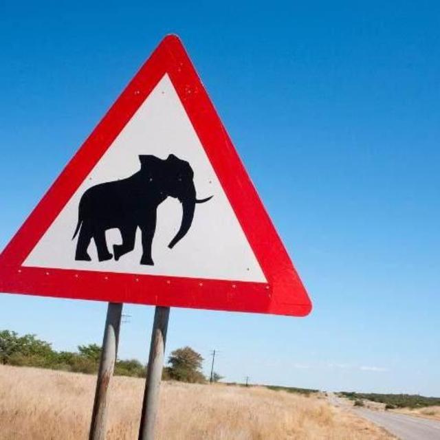 Self-Drive Safari