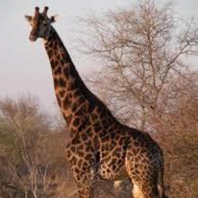 San Skills & Carnivore Safari