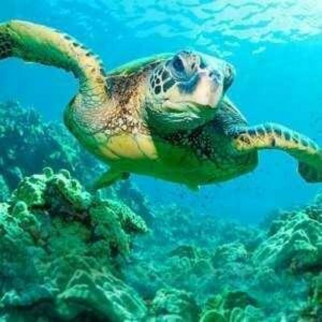 Honeymoon Fund: Ocean adventure