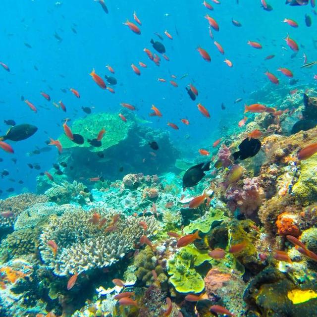 Snorkeling Excursion in Thailand