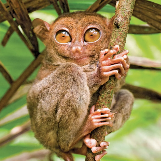 Philippine Tarsier Sanctuary Visit