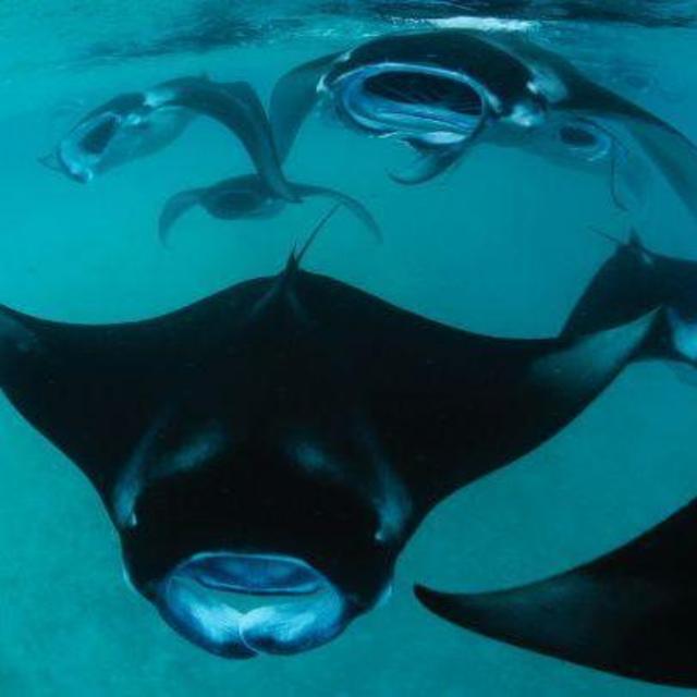 Manta Ray Scientists for a Day at Four Seasons Landaa Giraavaru Maldives