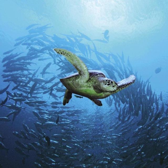Turtle Talk & Safari at Four Seasons Landaa Giraavaru Maldives