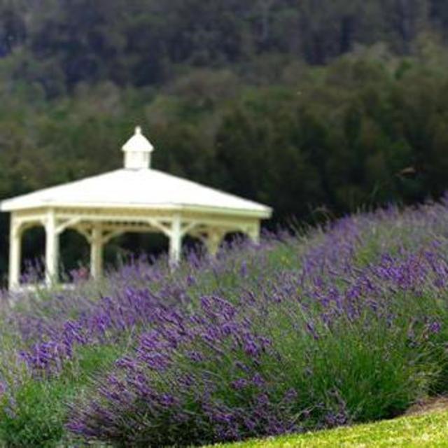 Ali'i Kula Lavender Farms Tour