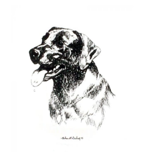 Richard Bishop Highball Glass Set - Lab