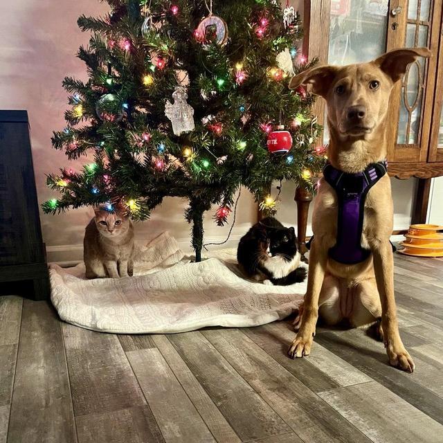 Year Supply of Pet Food (Venmo)