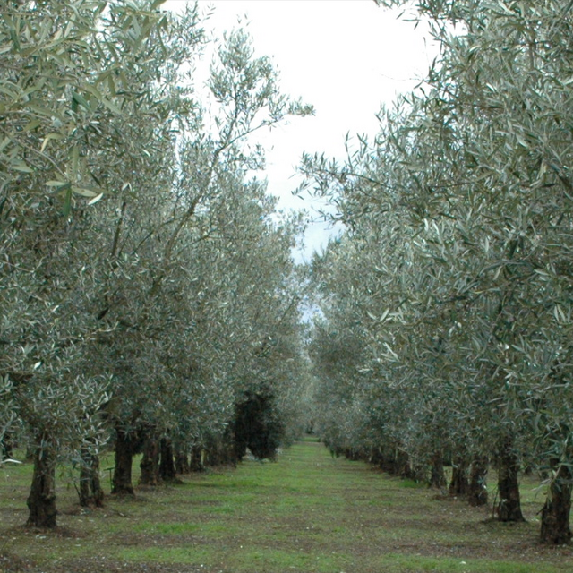 Olive Oil Mill Visit & Tasting at Frantoio Aldo Armato