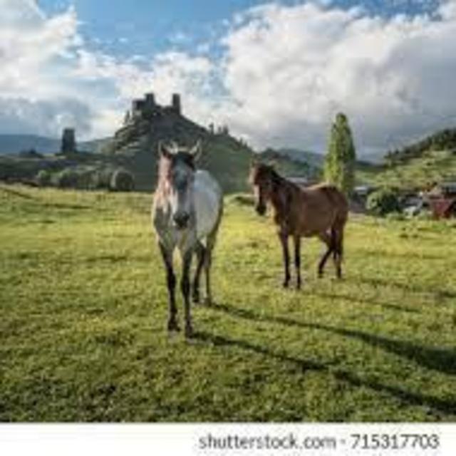 Horseback Riding in Barolo