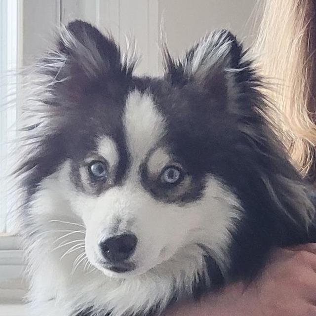 Boarding Sweet Baby Dujac for 3 Weeks!