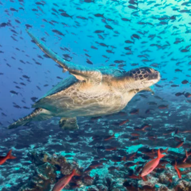 Galapagos Honeymoon Fund