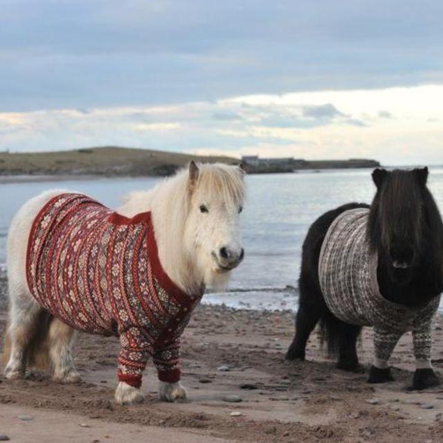 Scottish Sweaters