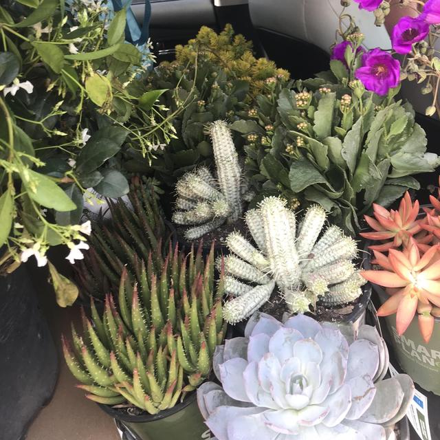 Plants from Flora Grubb Gardens