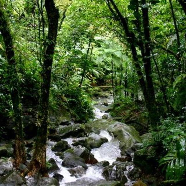 El Yunque Rainforest Hike