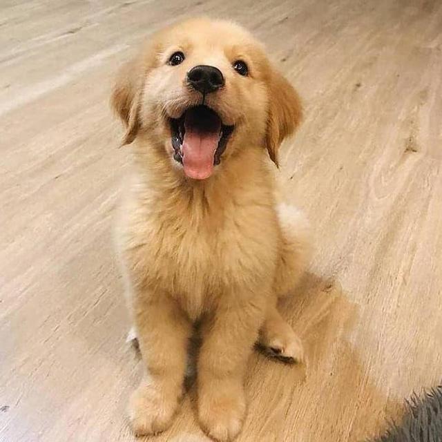 Puppy Fund