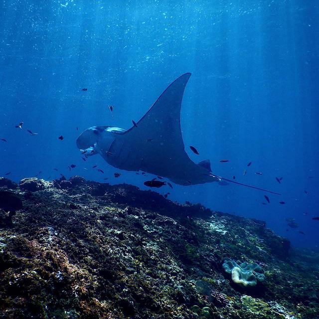 Swimming with Manta Rays on our Honeymoon