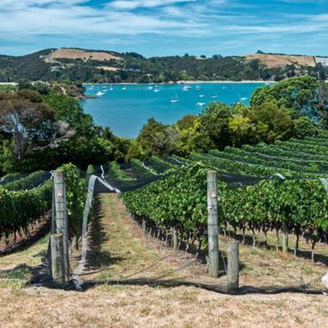 Honeymoon Wine Tasting